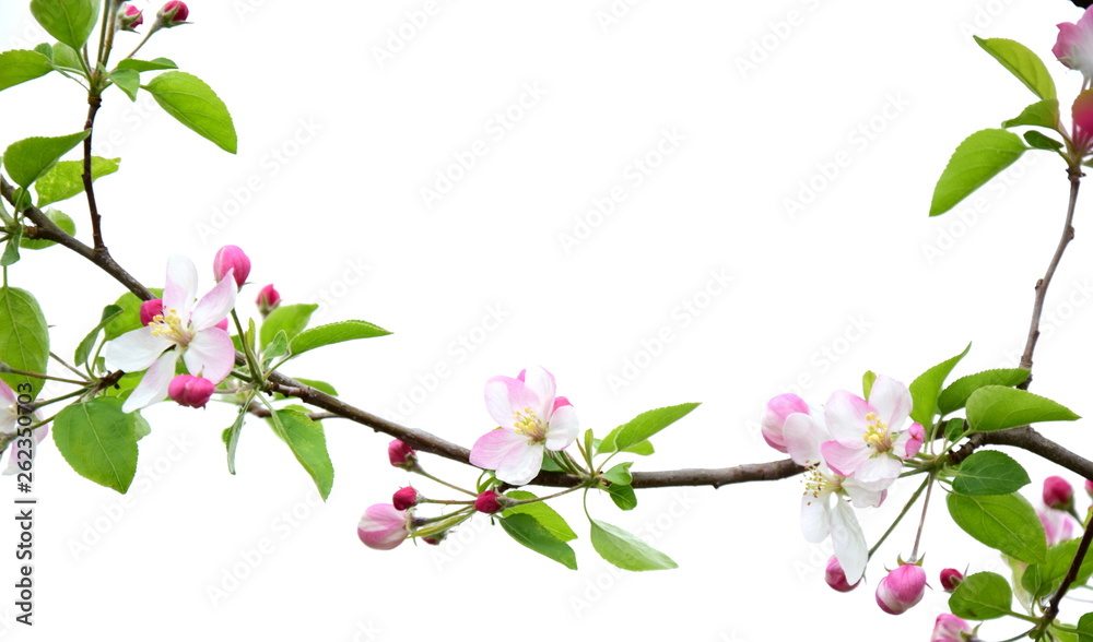 Apfelbaumblüten - freigestellt und isoliert vor weißen Hintergrund 