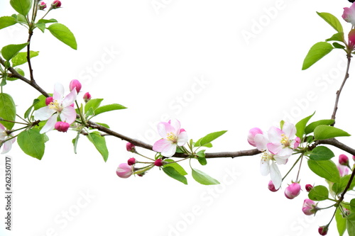 Apfelbaum - Wunderschöne Blüten an einem Ast isoliert vor weißen Hintergrund