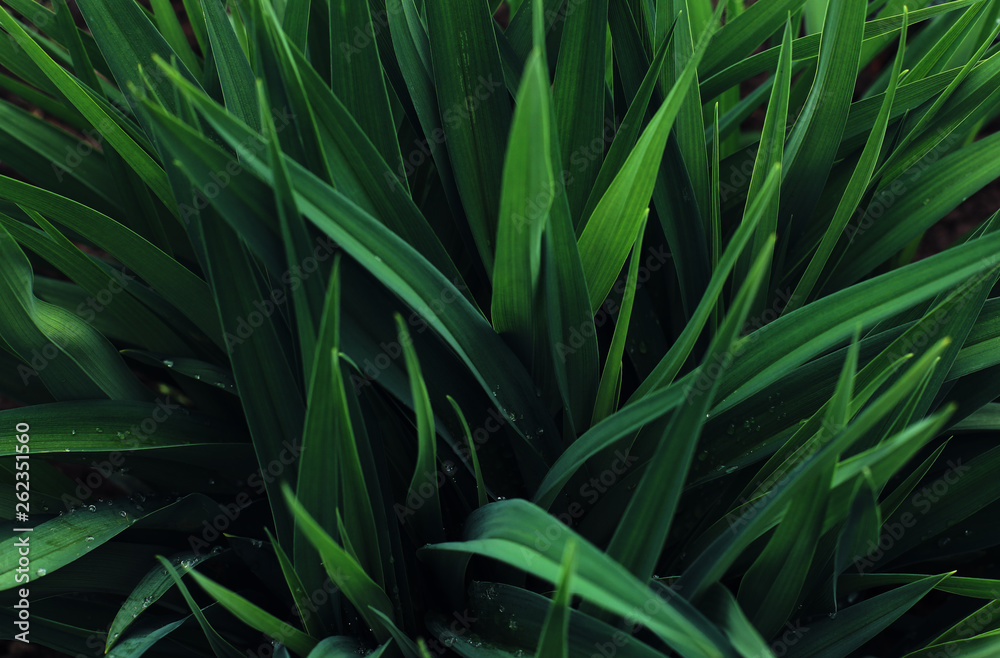 Fototapeta premium Green background of plant leaves. Fresh spring tropical greens. Abstract floral background.
