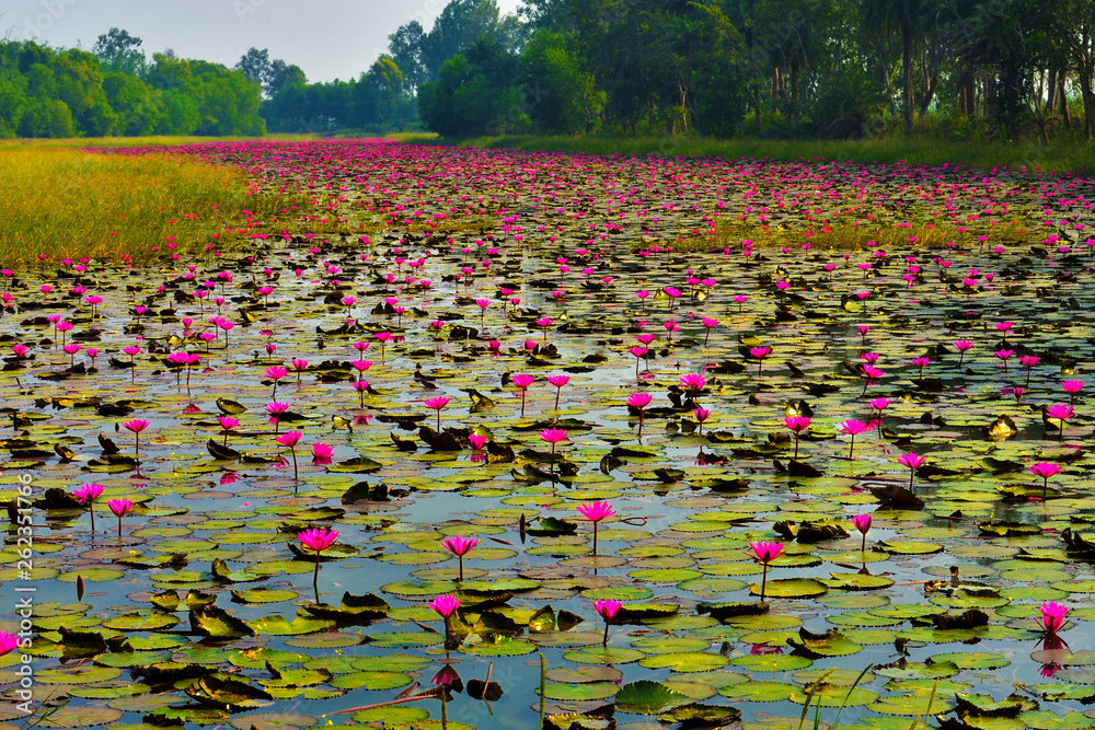Red Indian Water Lily" Images – Browse 94 Stock Photos, Vectors, and Video | Adobe Stock