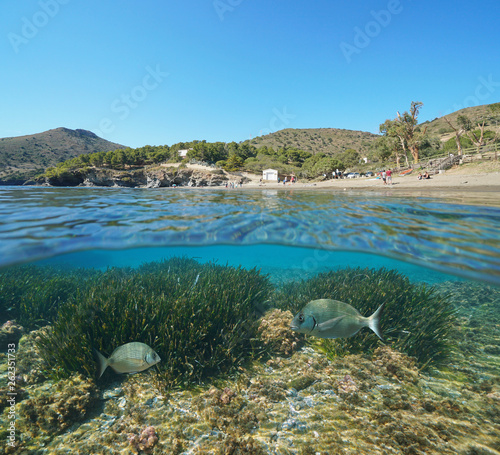 Spain Mediterranean coast with fish and sea grass underwater, Roses, Costa Brava, Catalonia, split view half over and under water