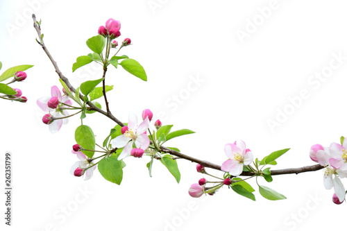 Freisteller und Hintergrund - Apfelblüten vor weißen Hintergrund