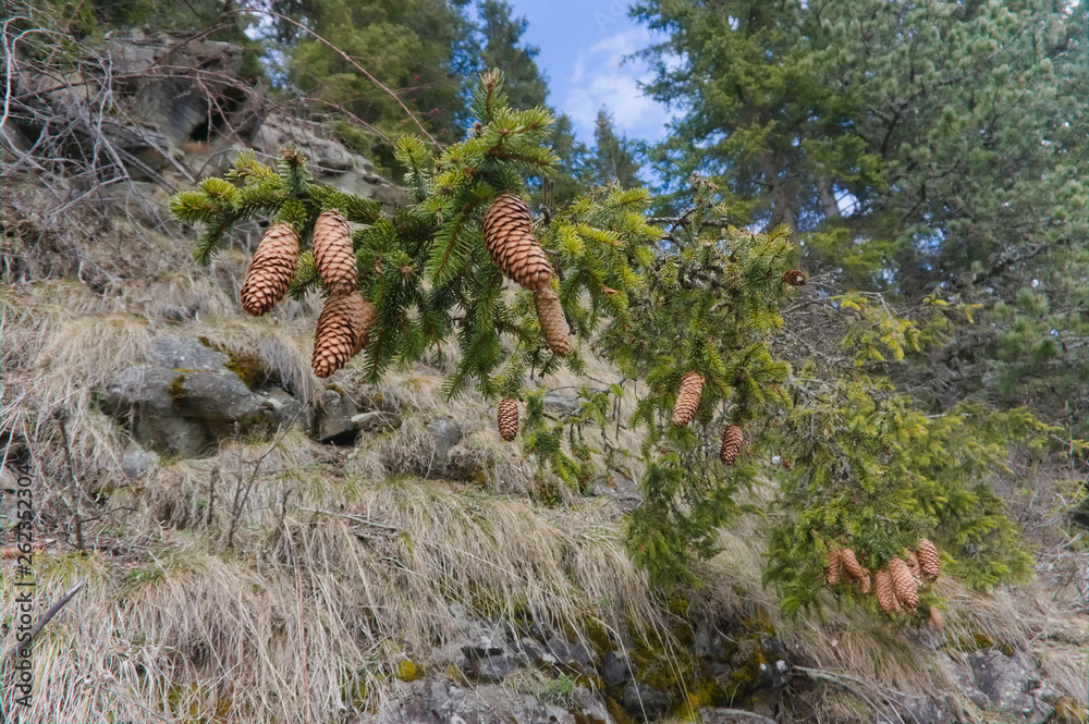 Cones on pine with resin, conifer trees in a forest in tyrol, in april in dolomites