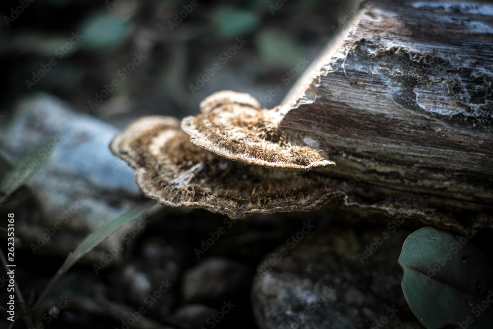 Fungus in forest