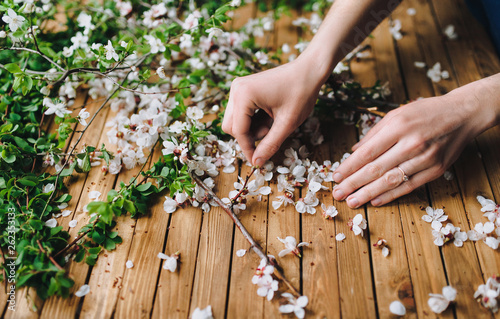 Romantic DIY composition. Women's hands gently touch the white apricot flowers, which lie on a brown wooden table. The concept of florist and needlework.