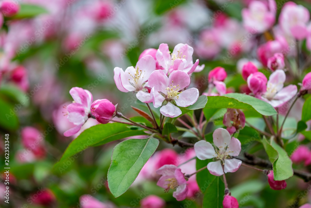 Blühender Zierapfel (Malus spec.) Blühender Zierapfel (Malus spec.)