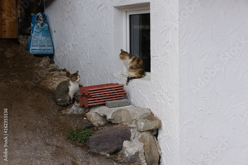 two cats sitting at a farm house in the alpes