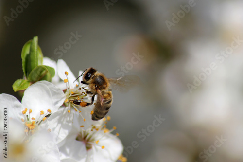 bee collects nectar on the flowers of white blooming apple. Anthophila, Apis mellifera