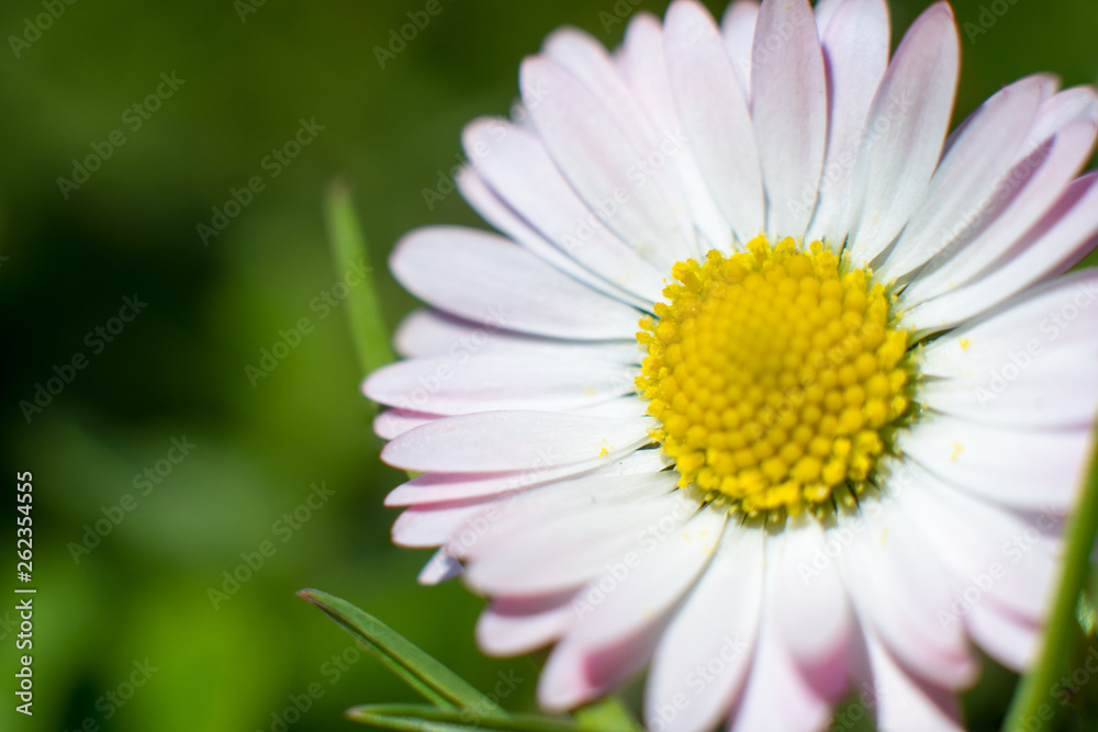 Spring daisy with pink endings of petals on a beautifully blurred green background. A delicate pollen is visible on the petals. The perfect spring or summer background Spring daisy with pink endings of petals on a beautifully blurred green background. A delicate pollen is visible on the petals. The perfect spring or summer background