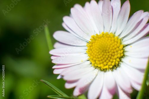 Spring daisy with pink endings of petals on a beautifully blurred green background. A delicate pollen is visible on the petals. The perfect spring or summer background