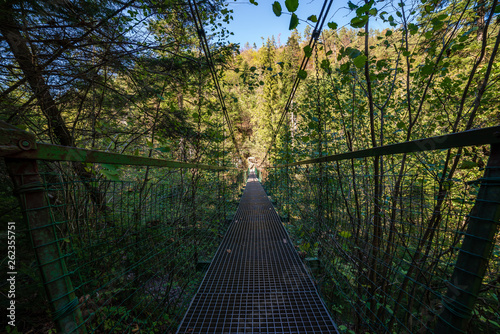 Fototapeta Naklejka Na Ścianę i Meble -  foot bridge over forest river in summer
