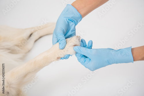 Medical examination of a white dog with hands in gloves on white background