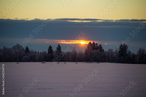 colorful sunset light over fields of snow in winter © Martins Vanags