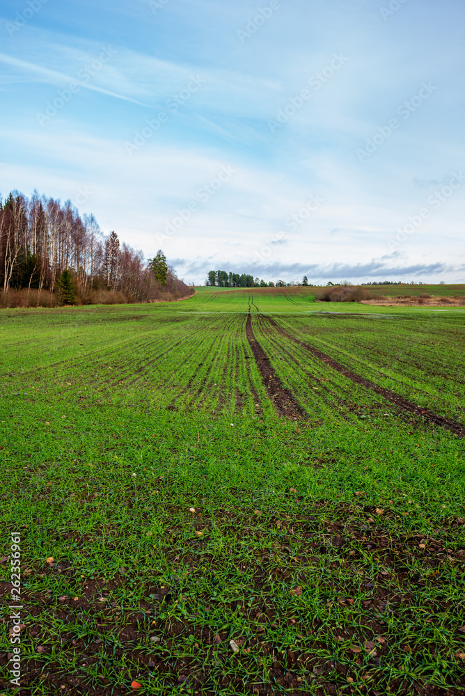 Obraz premium fresh green meadow fieldswith grass pattern in wet summer