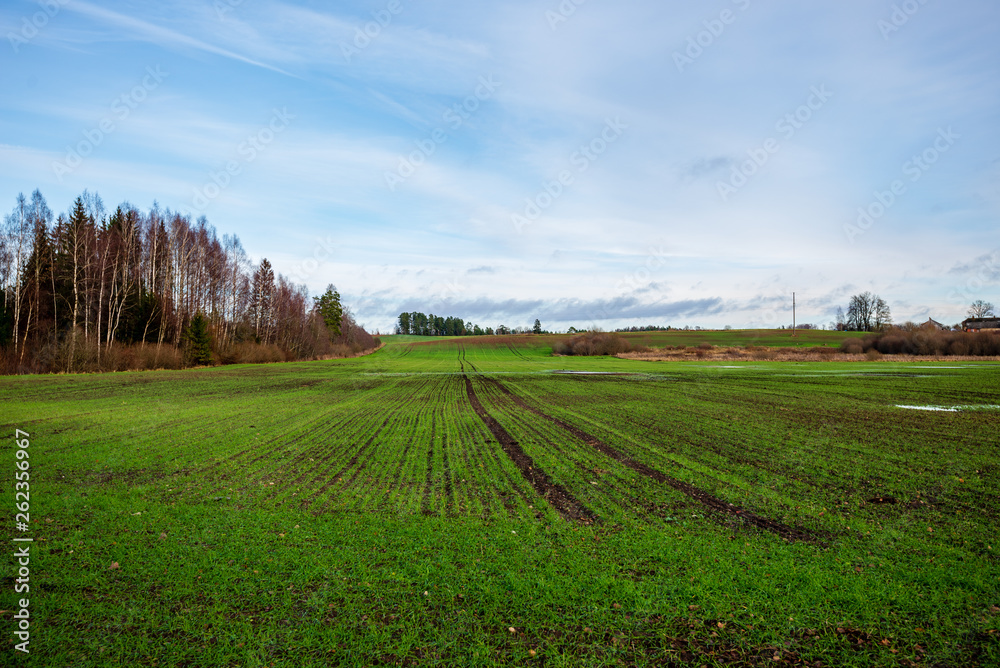 fresh green meadow fieldswith grass pattern in wet summer fresh green meadow fieldswith grass pattern in wet summer