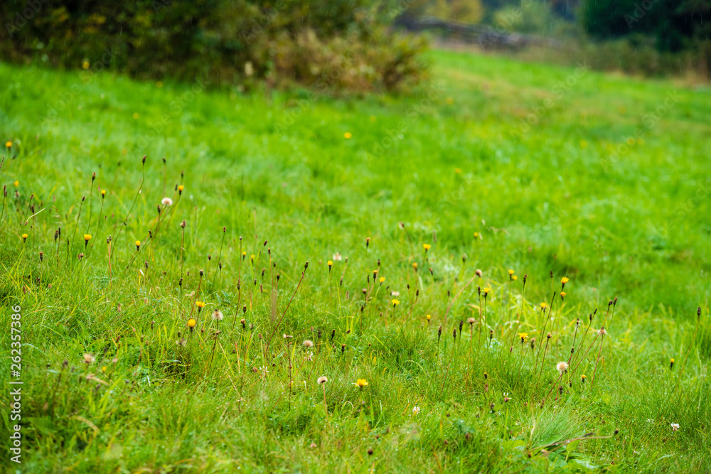 fresh green meadow fieldswith grass pattern in wet summer