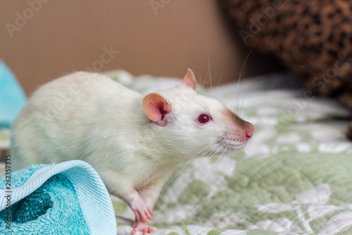 Fancy Pet Rat Sofa
