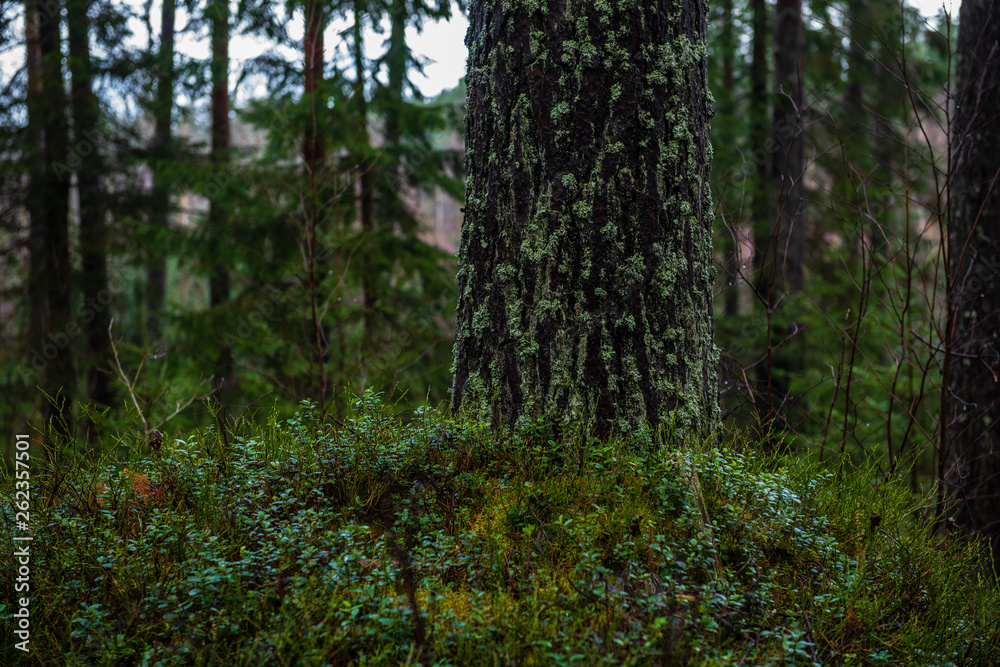 dark forest with tree trunks in even light