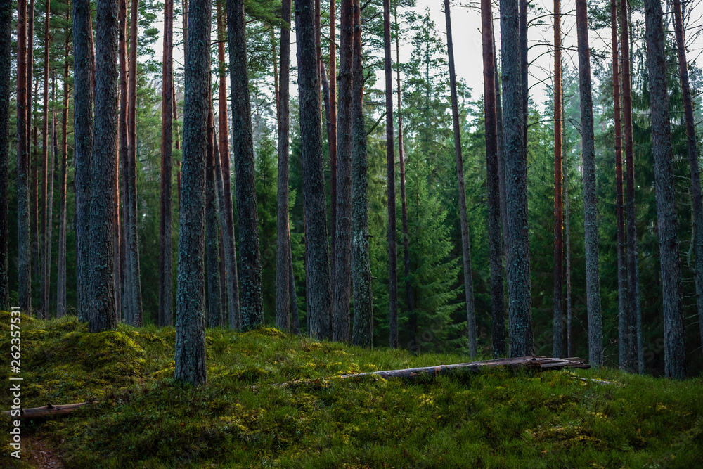 Fototapeta premium dark forest with tree trunks in even light