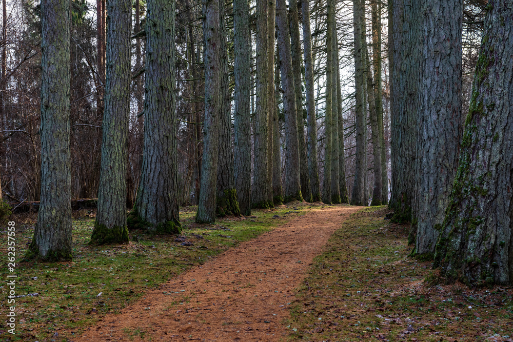 Fototapeta premium dark forest with tree trunks in even light