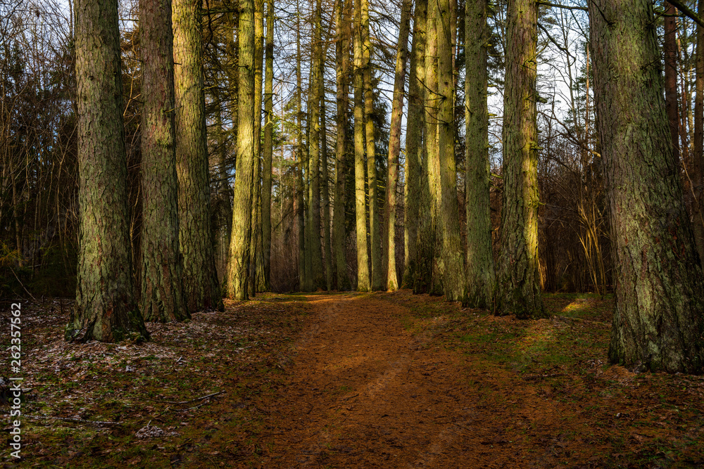 Fototapeta premium dark forest with tree trunks in even light