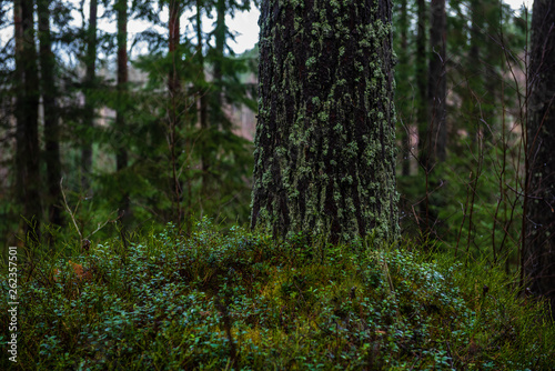 dark forest with tree trunks in even light