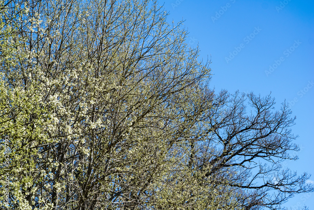 first leaves on tree branches in spring first leaves on tree branches in spring