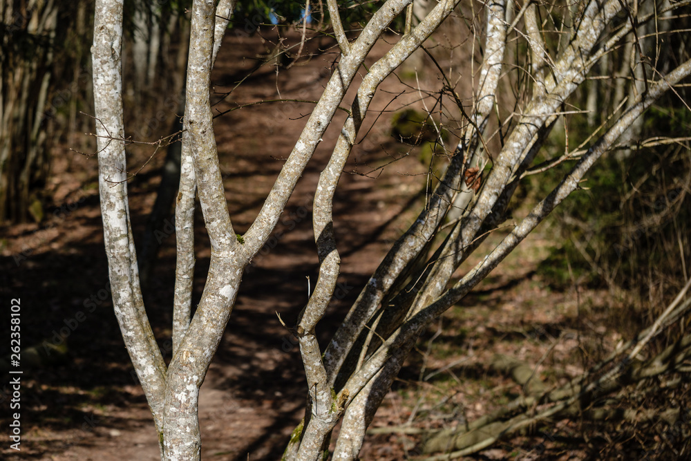 Fototapeta premium large naked tree trunks in spring park