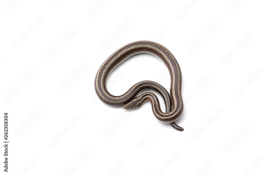 Obraz premium The rosy boa isolated on white background