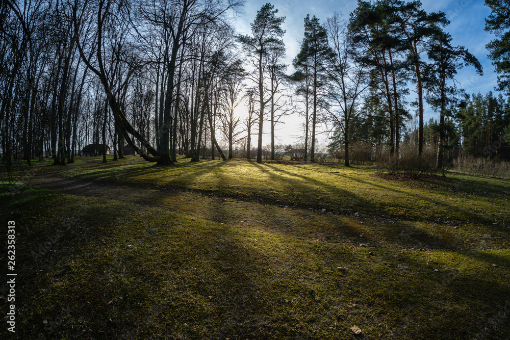 Fototapeta premium large naked tree trunks in spring park