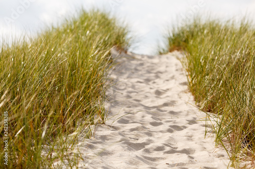 Cape Cod dunes with a path of white sand leading to the beach