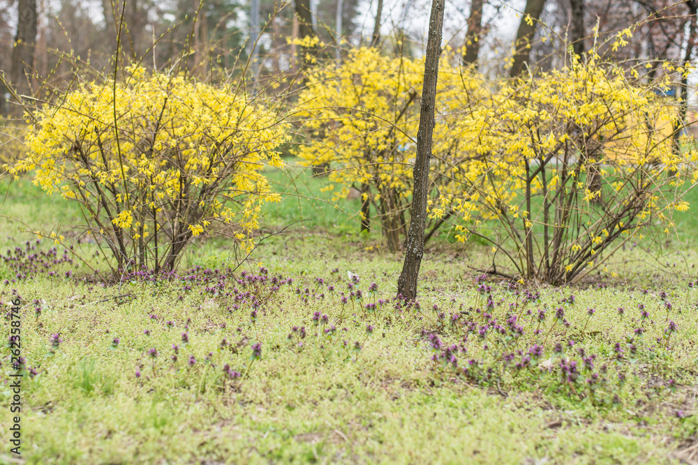 Fototapeta premium Plant with young yellow leaves.