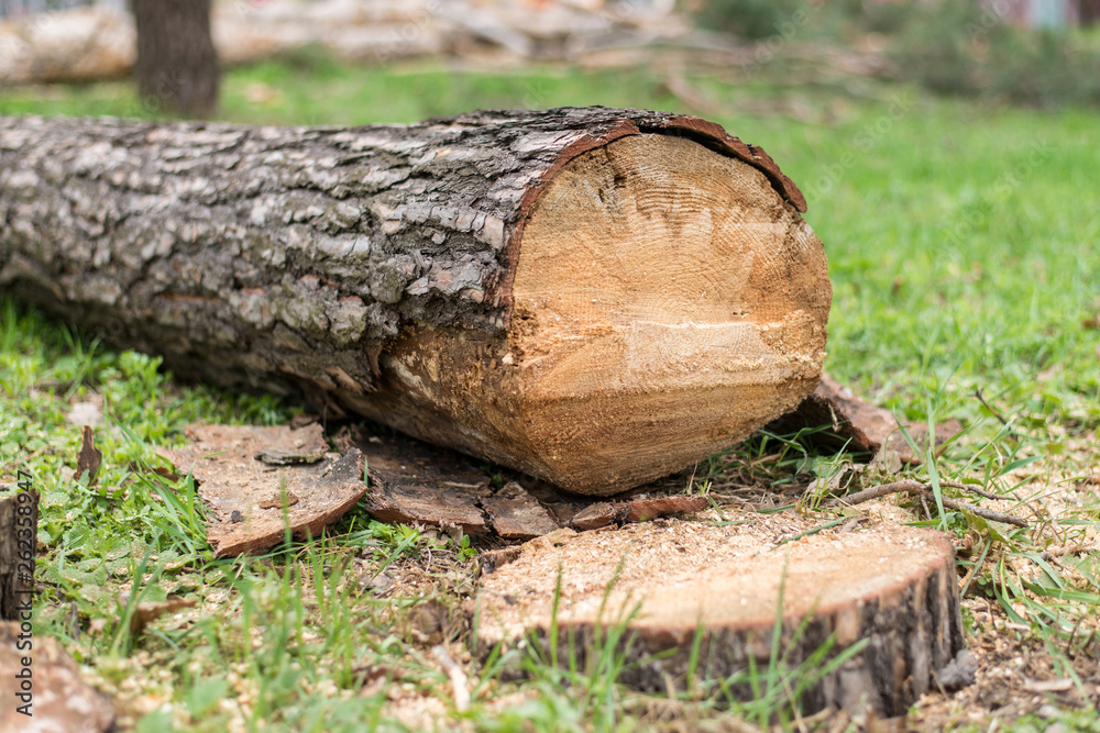 Cutting down trees. Sawn logs lying on the grass. Cleaning the park from old, sick trees. Cutting down trees. Sawn logs lying on the grass. Cleaning the park from old, sick trees.