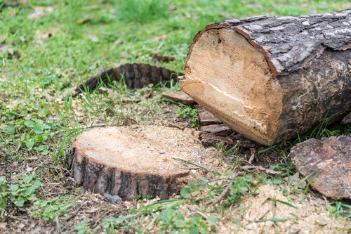 Cutting down trees. Sawn logs lying on the grass. Cleaning the park from old, sick trees.