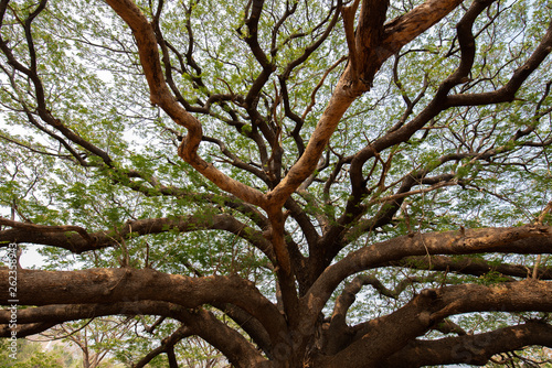 Big Samanea saman tree with branch