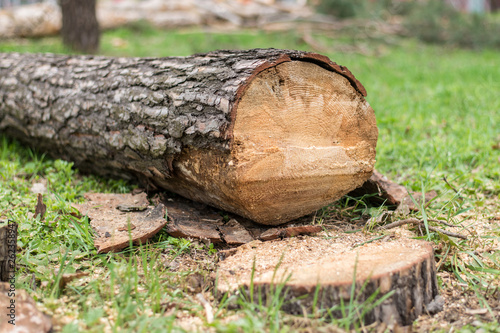 Cutting down trees. Sawn logs lying on the grass. Cleaning the park from old, sick trees.