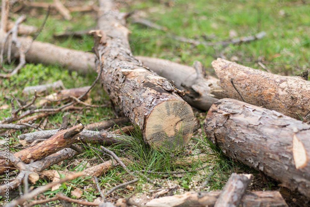Cutting down trees. Sawn logs lying on the grass. Cleaning the park from old, sick trees. Cutting down trees. Sawn logs lying on the grass. Cleaning the park from old, sick trees.