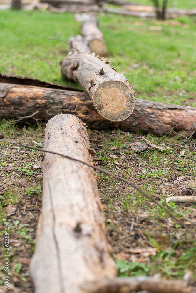 Cutting down trees. Sawn logs lying on the grass. Cleaning the park from old, sick trees.