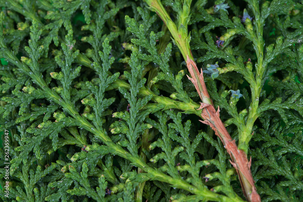 Green cypress tree, macro