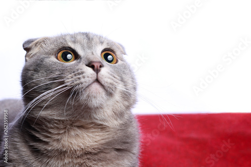 Kitty looks up, thoughtful and surprised. Very fashionable breed Scottish Fold. Copy space photo