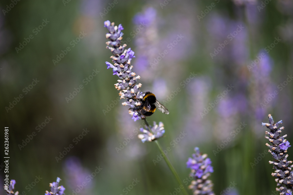 Bumblebee on lavender Bumblebee on lavender