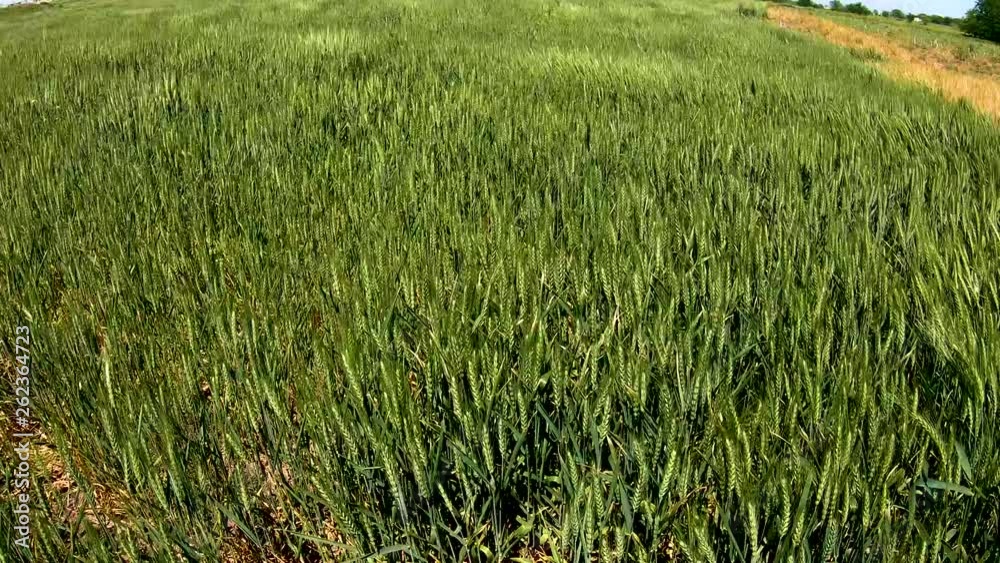 A spring afternoon as the wind whips they freshly growing hay.  Swaying back and forth in the wind. In up to 4K 30fps