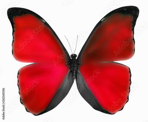 Naklejka czerwony motyl na białym tle