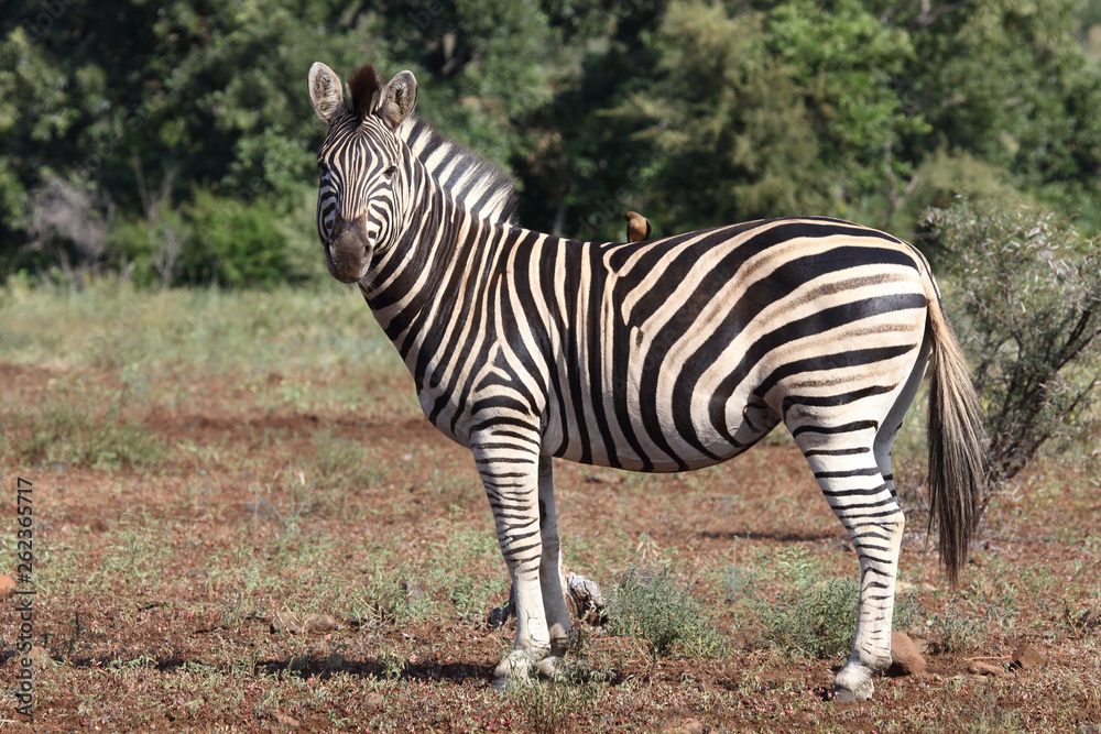 Naklejka premium Steppenzebra / Burchell's Zebra / Equus burchellii