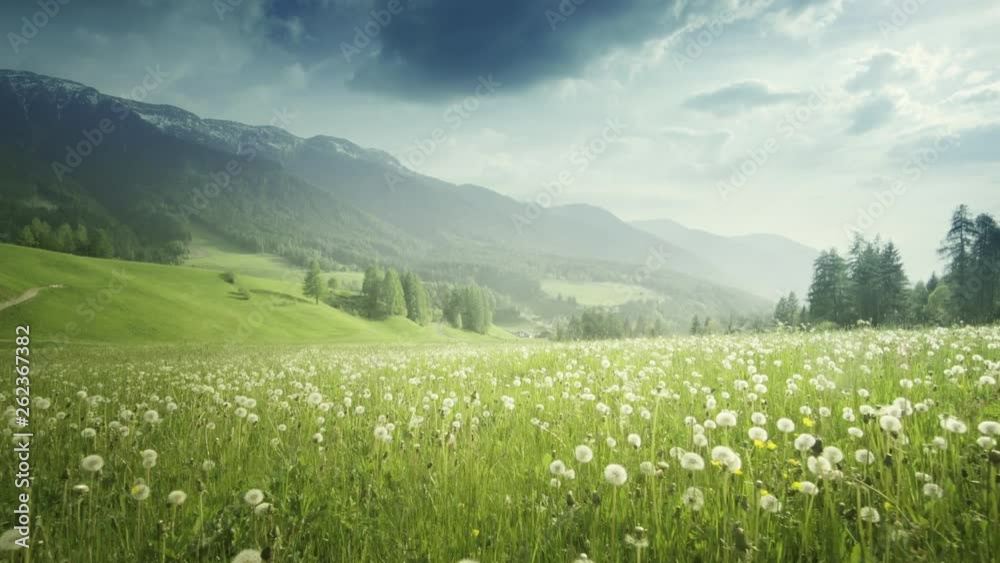 field of spring dandelions in Dolomites,South Tyrol, Italy field of spring dandelions in Dolomites,South Tyrol, Italy