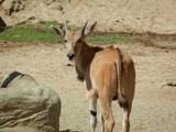 antelope in wild