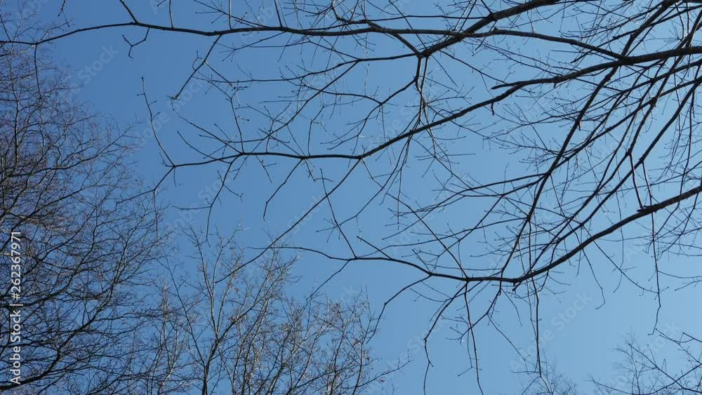 branches of a tree against blue sky branches of a tree against blue sky