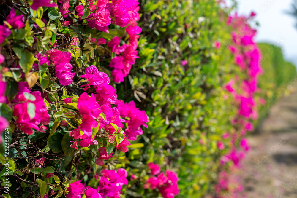 Obraz premium Beautiful pink flowers on a green bush full frame