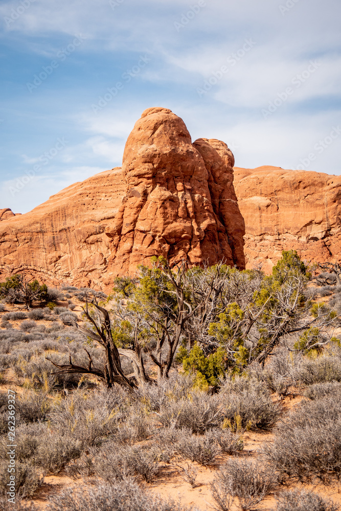 Fototapeta premium Dry vegetation at Arches National Park in the desert of Utah - travel photography