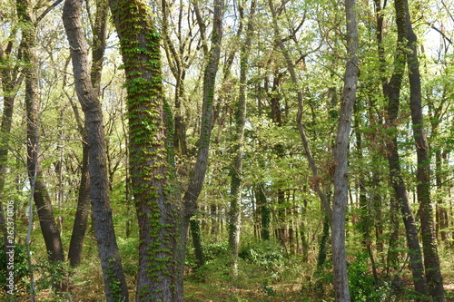 Wooded area of ​​spring 